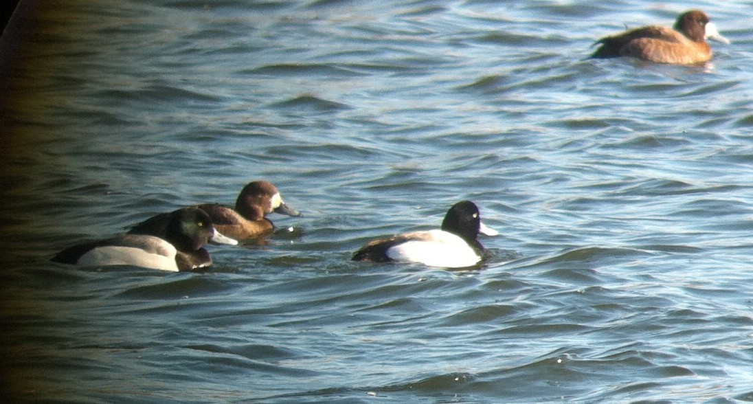 Greater Scaup - ML135024761