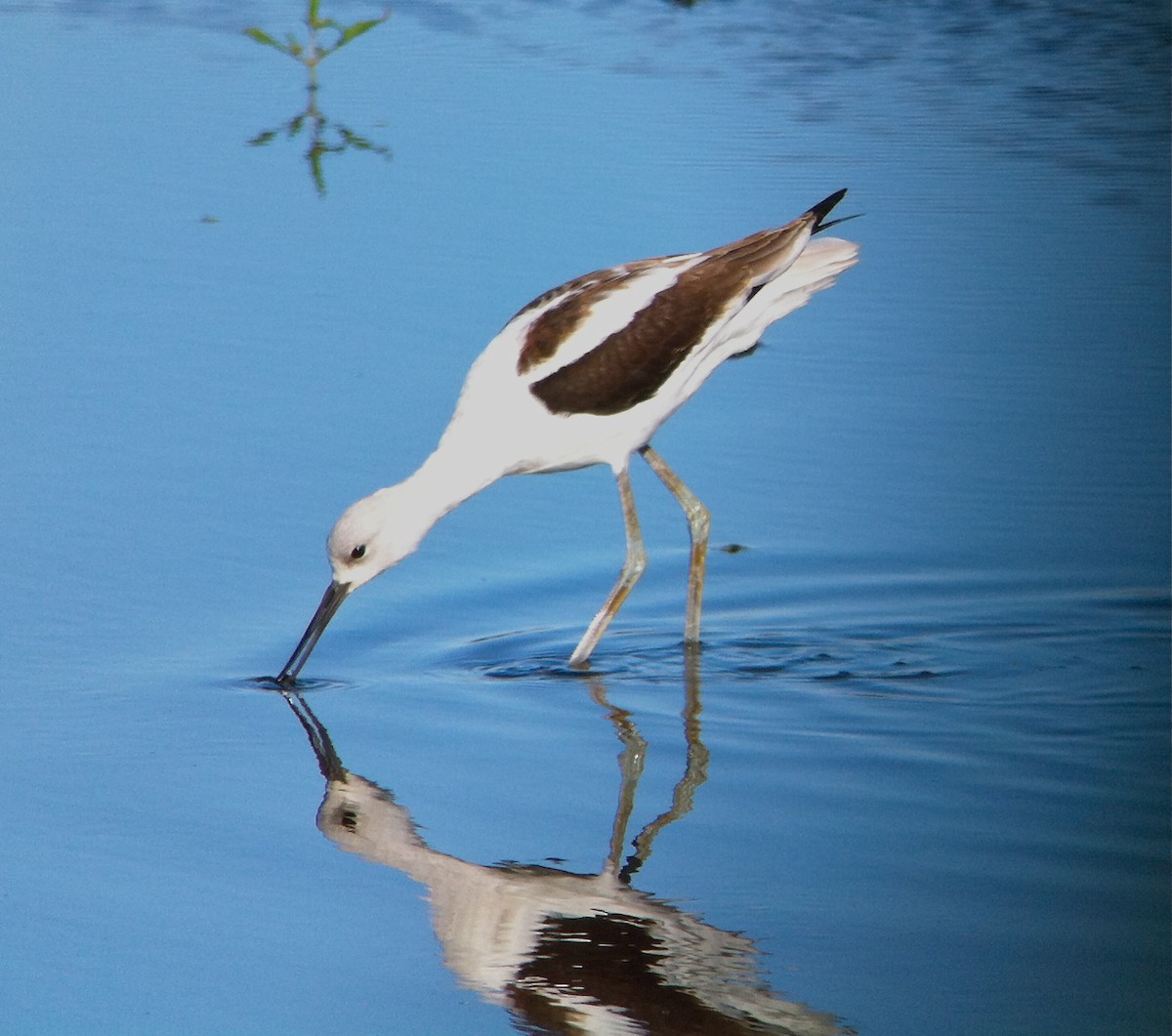 American Avocet - Stuart Malcolm