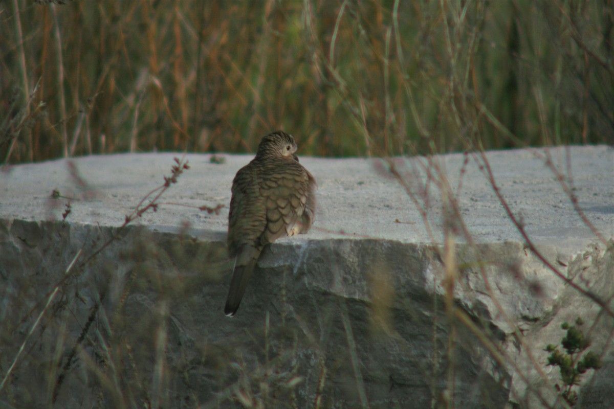 Inca Dove - ML135026501