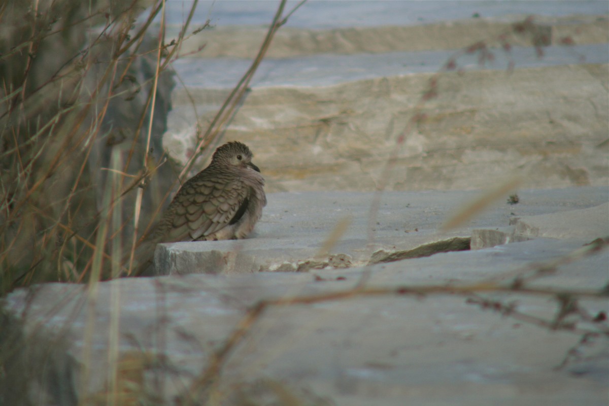 Inca Dove - ML135026561