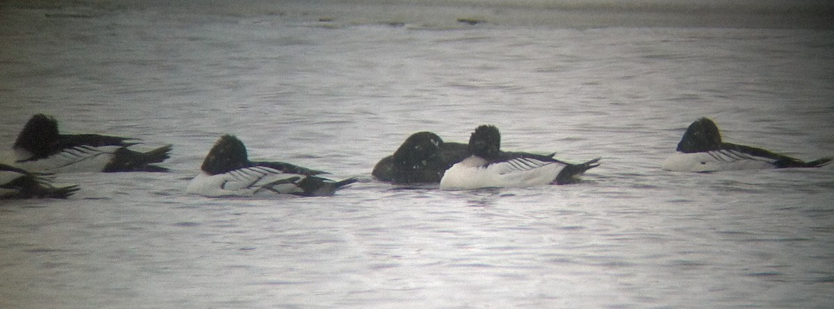 White-winged Scoter - ML135026811