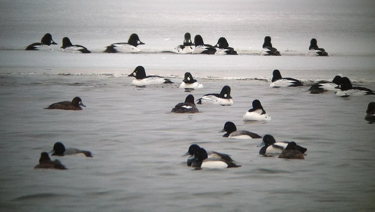 Greater Scaup - ML135027131