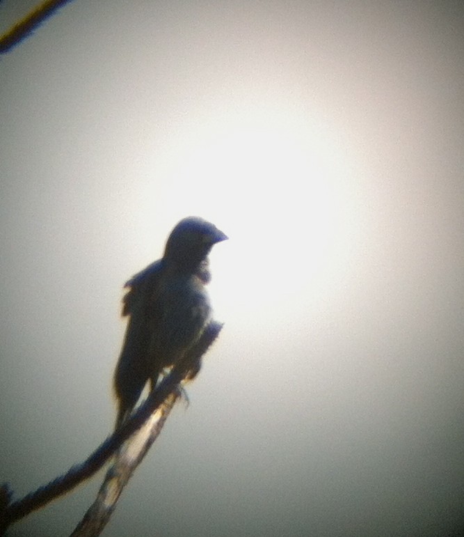 Blue Grosbeak - ML135027441