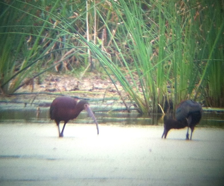 White-faced Ibis - ML135027461