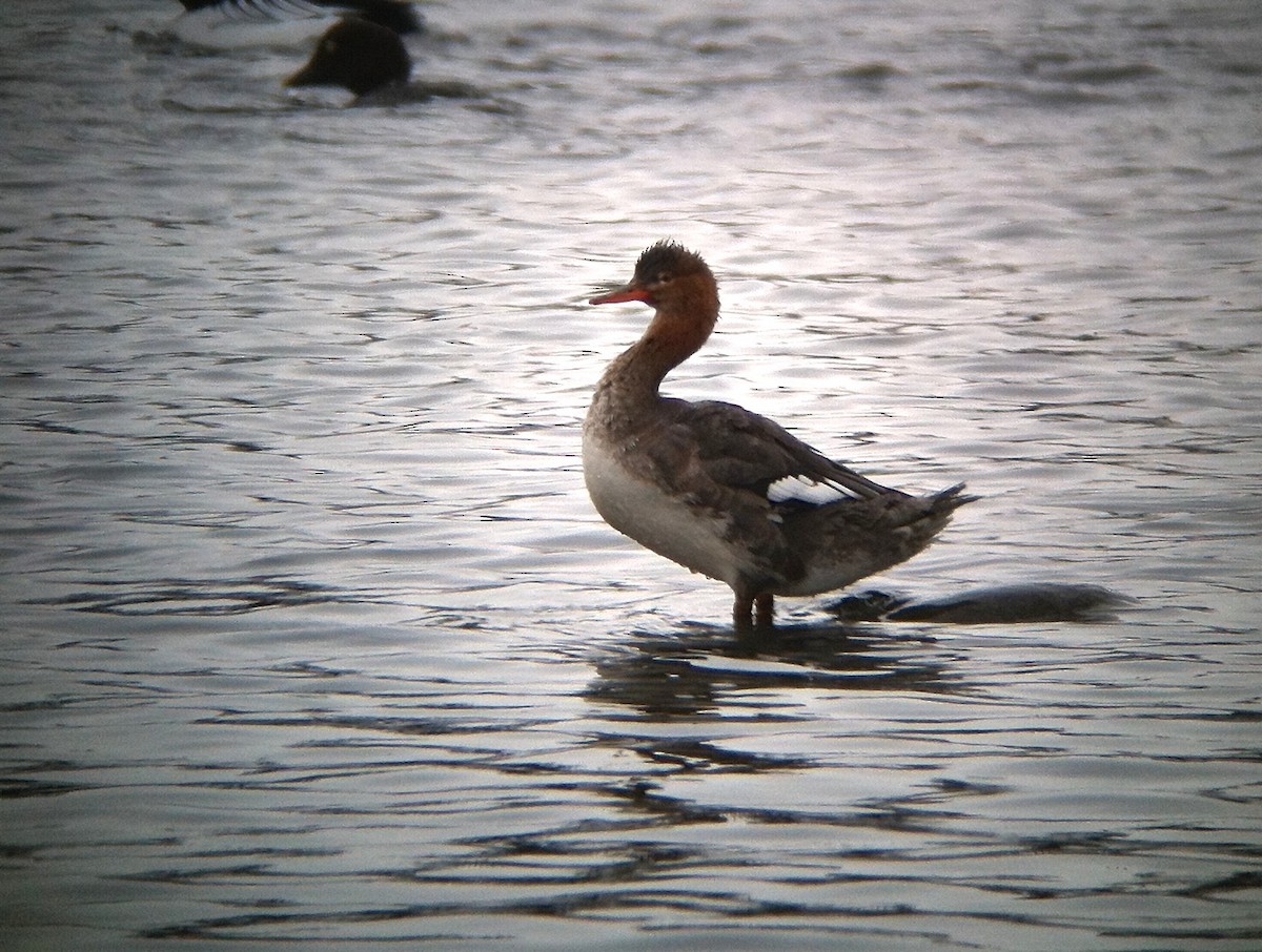 Red-breasted Merganser - ML135028801