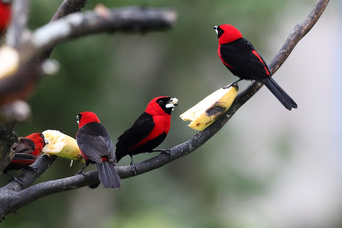 Masked Crimson Tanager - ML135030491