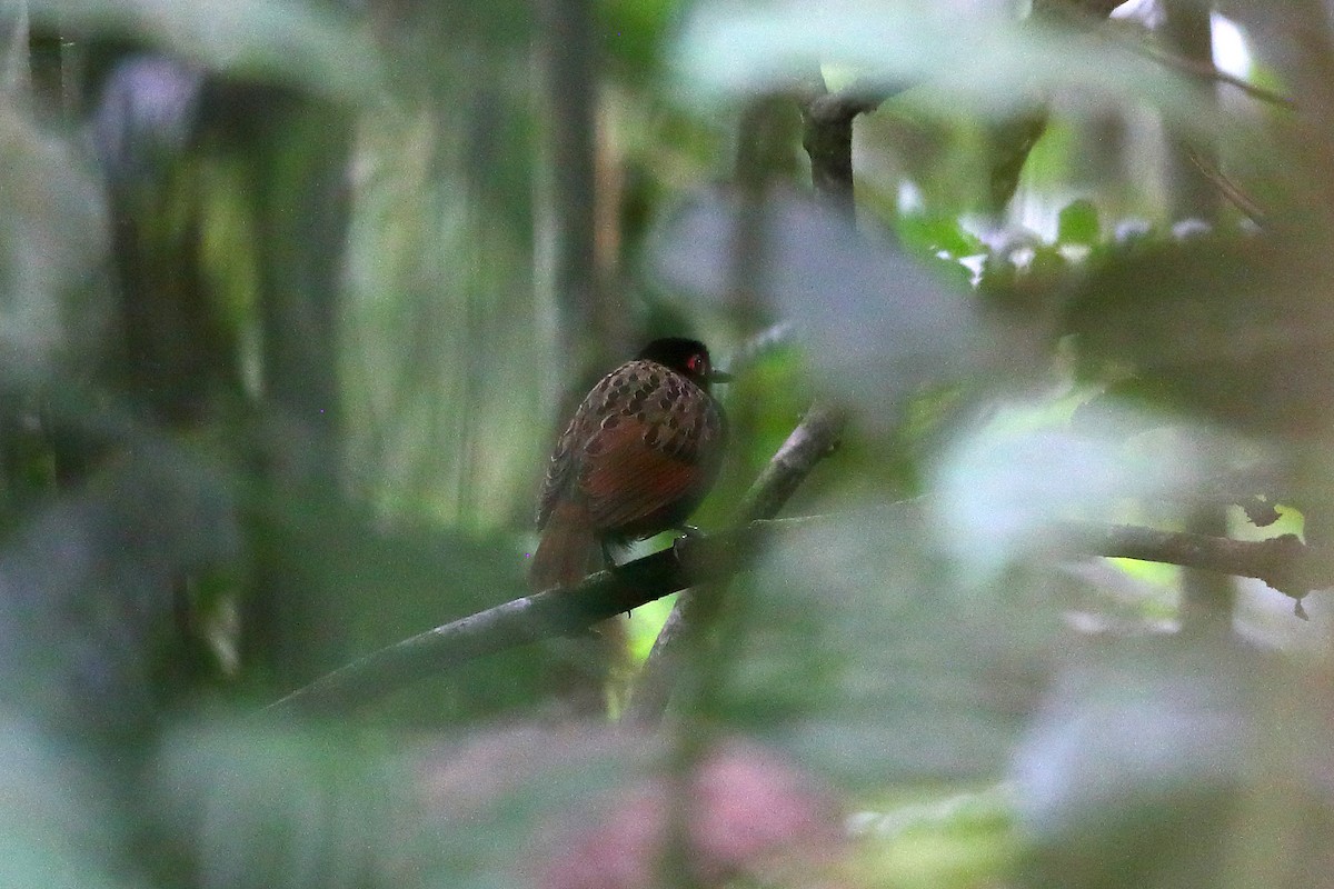 Black-spotted Bare-eye - ML135031101