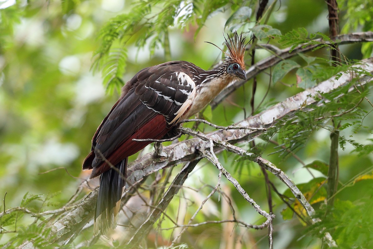 Hoatzin - Jon Irvine