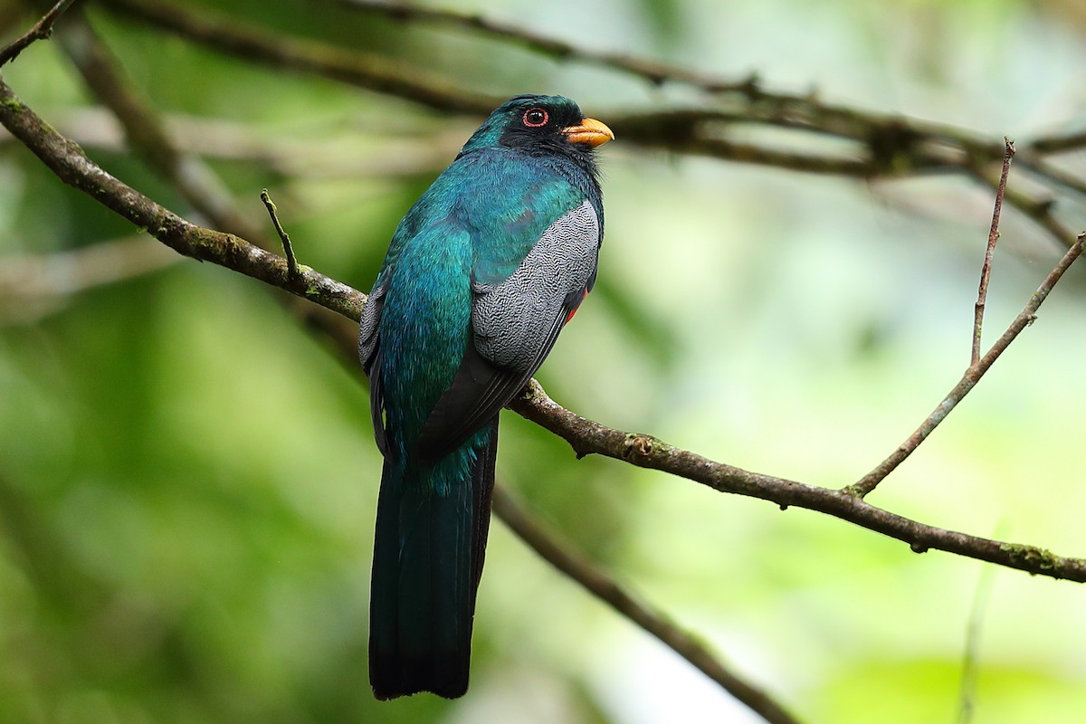 Trogon à queue noire - ML135031411