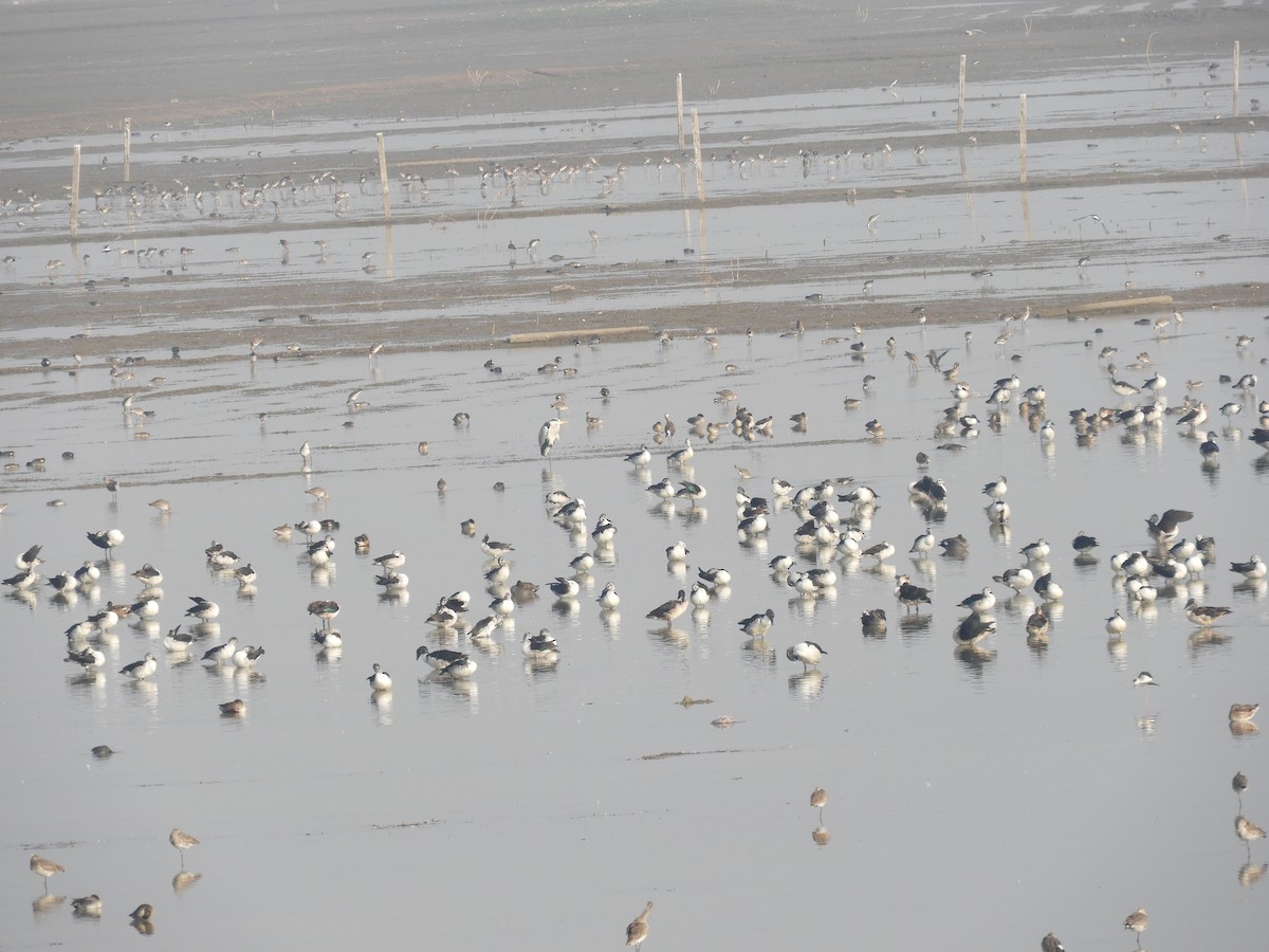 Knob-billed Duck - ML135031531