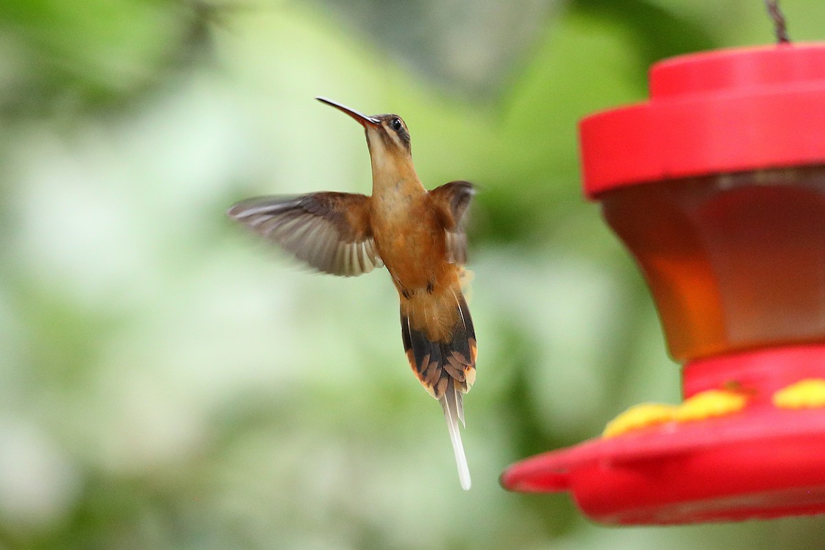 Рыжеватый колибри-отшельник - ML135031921