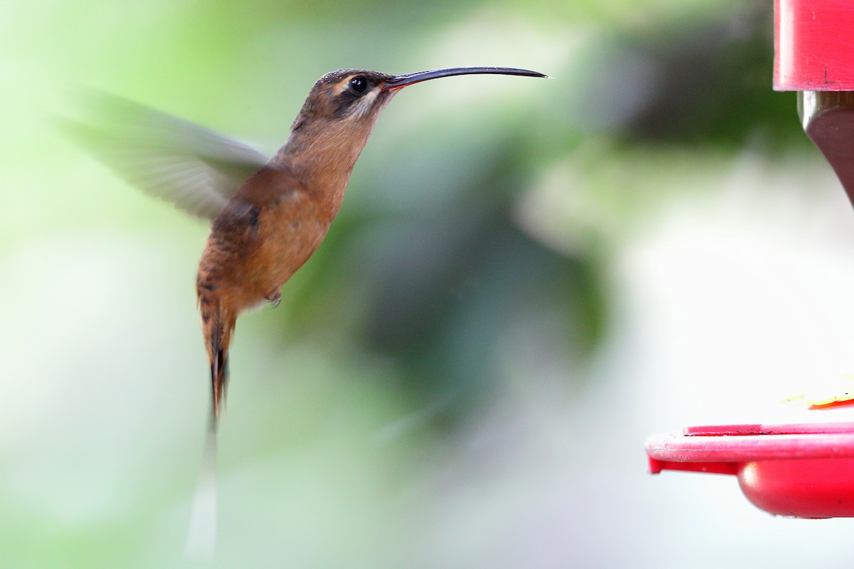 Great-billed Hermit - Jon Irvine