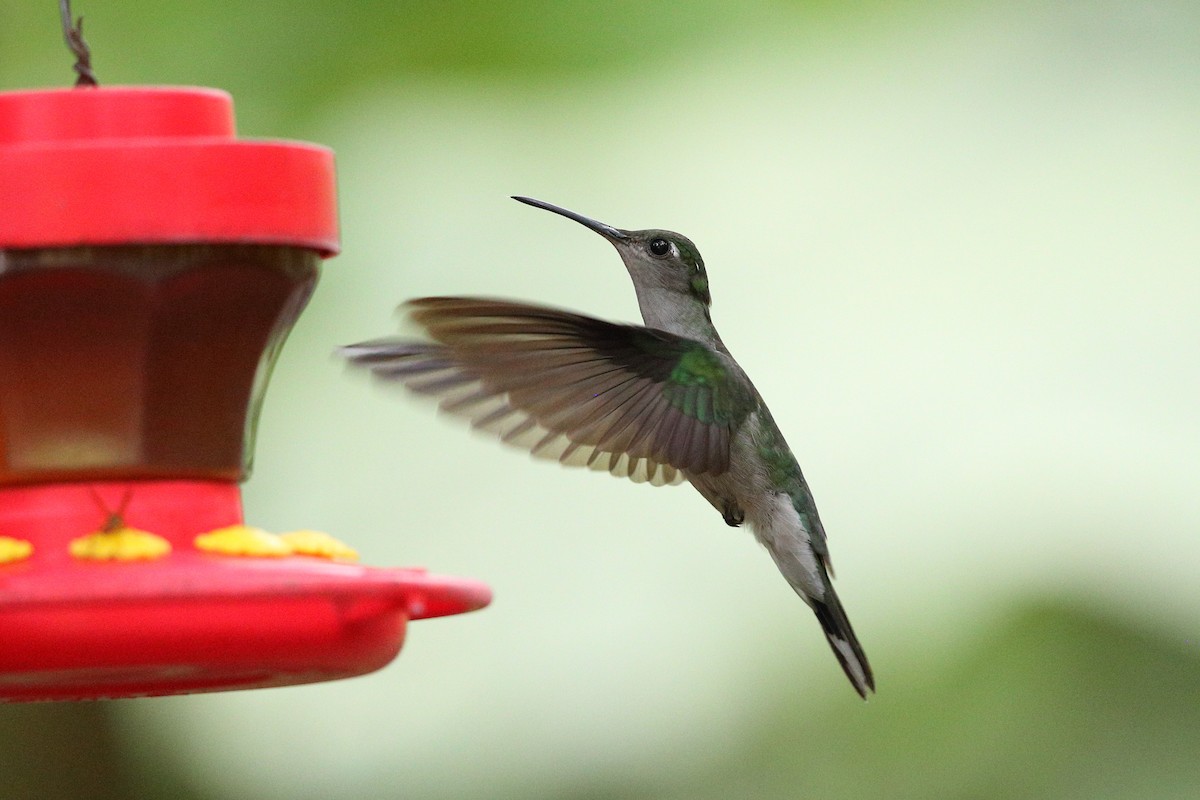 Gray-breasted Sabrewing - Jon Irvine