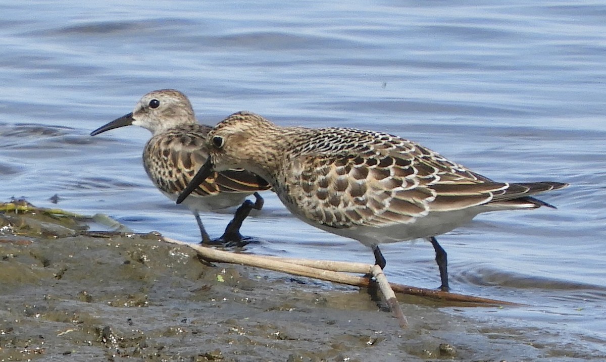 Least Sandpiper - ML135032321