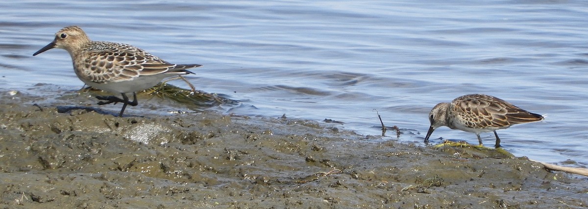 Least Sandpiper - ML135032331