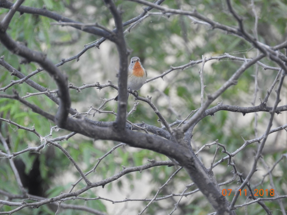 Red-breasted Flycatcher - Kanishka Mehta