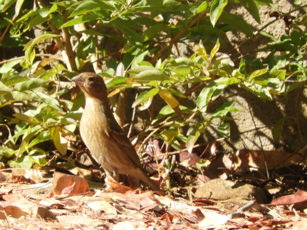 Common Rosefinch - ML135033991