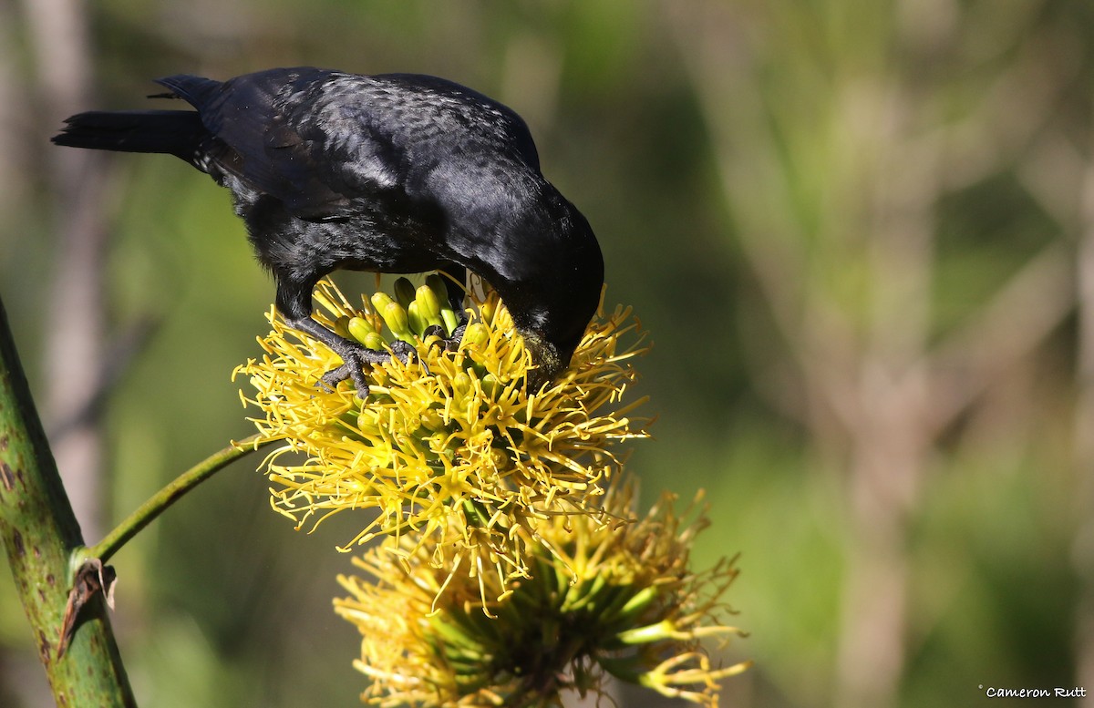 Hispaniolan Palm-Crow - ML135034261