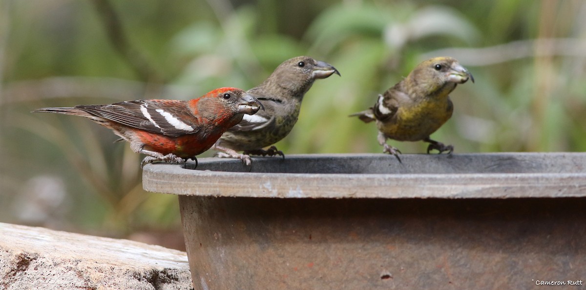 Hispaniolan Crossbill - ML135034381