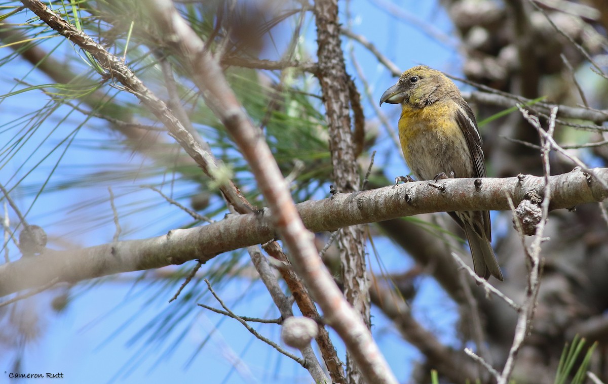 Hispaniolan Crossbill - ML135034391