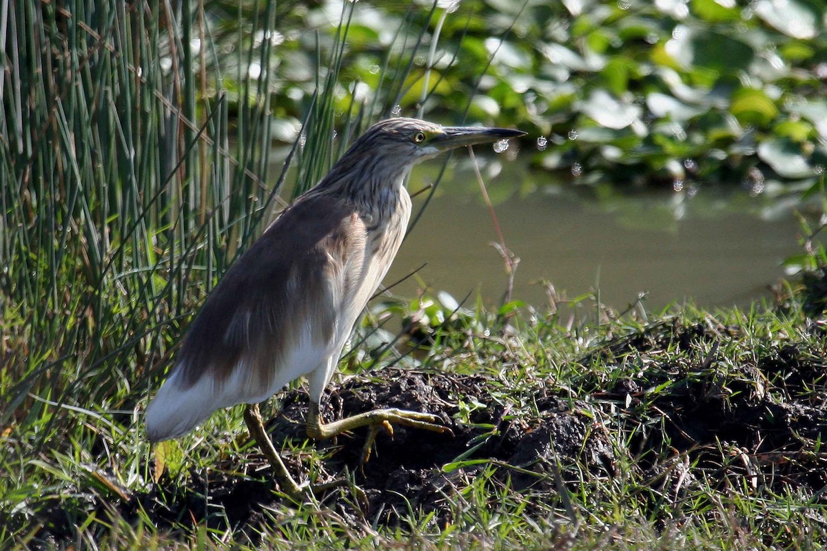 Squacco Heron - ML135034751