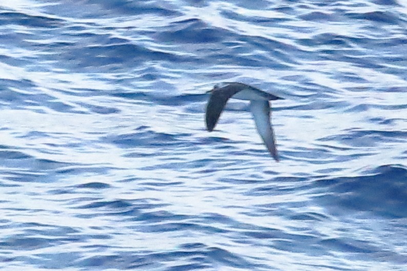 Black-vented Shearwater - Ed McVicker