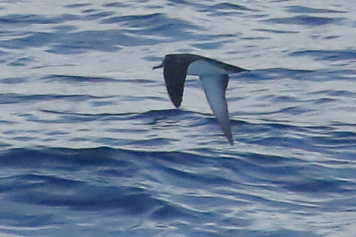 Black-vented Shearwater - ML135035281