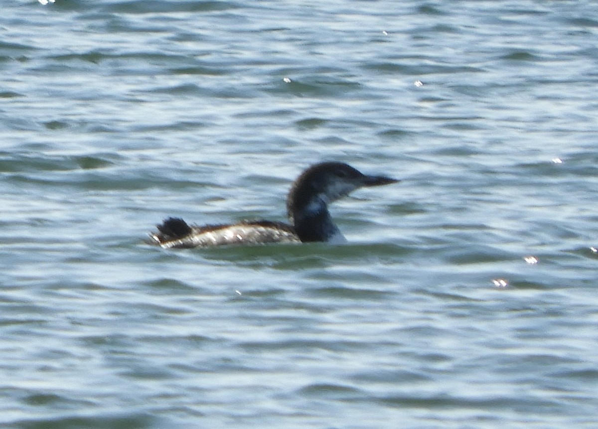 Common Loon - ML135035621