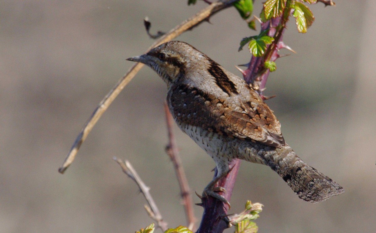 Eurasian Wryneck - ML135035791