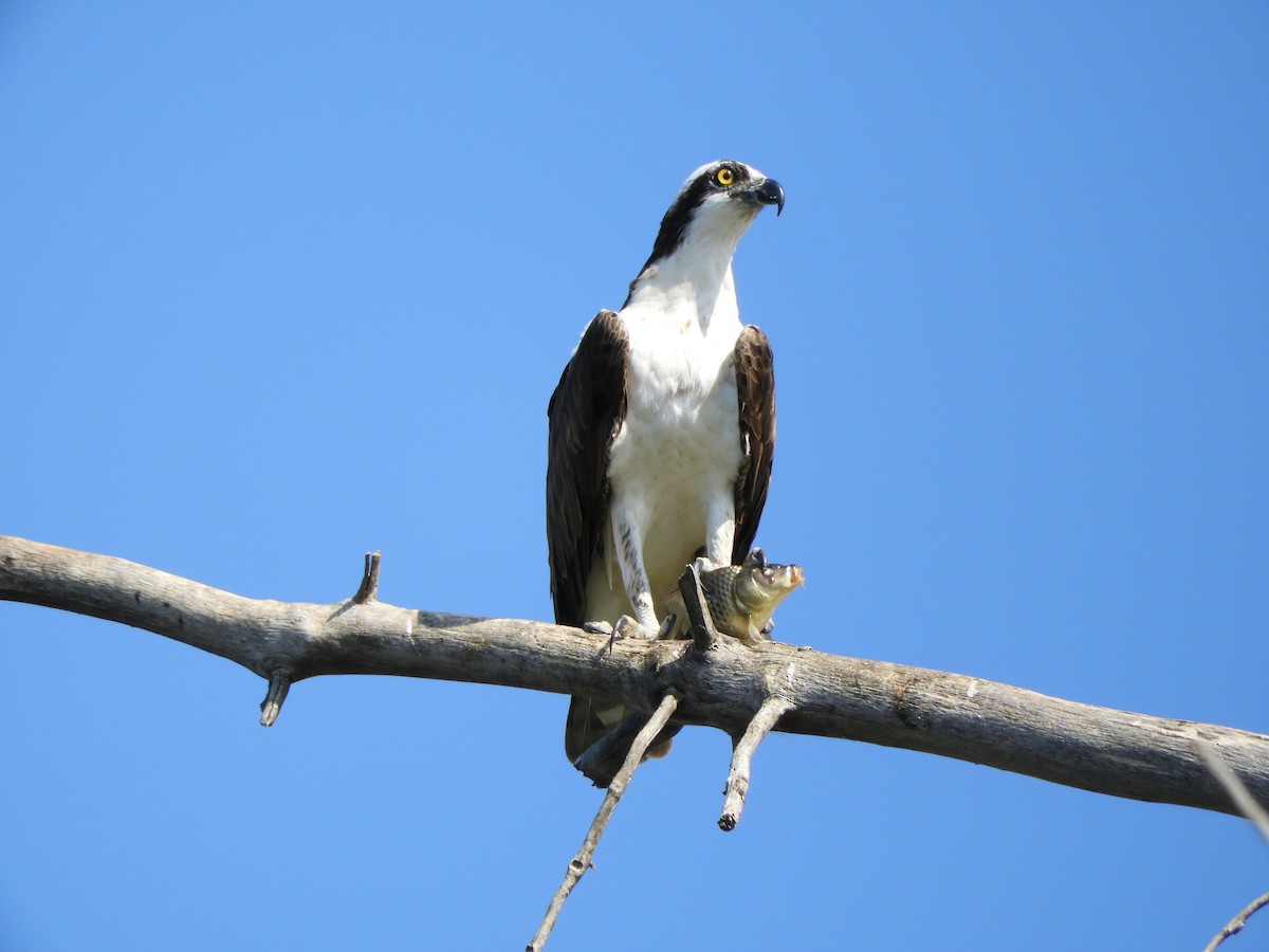 Águila Pescadora - ML135035821