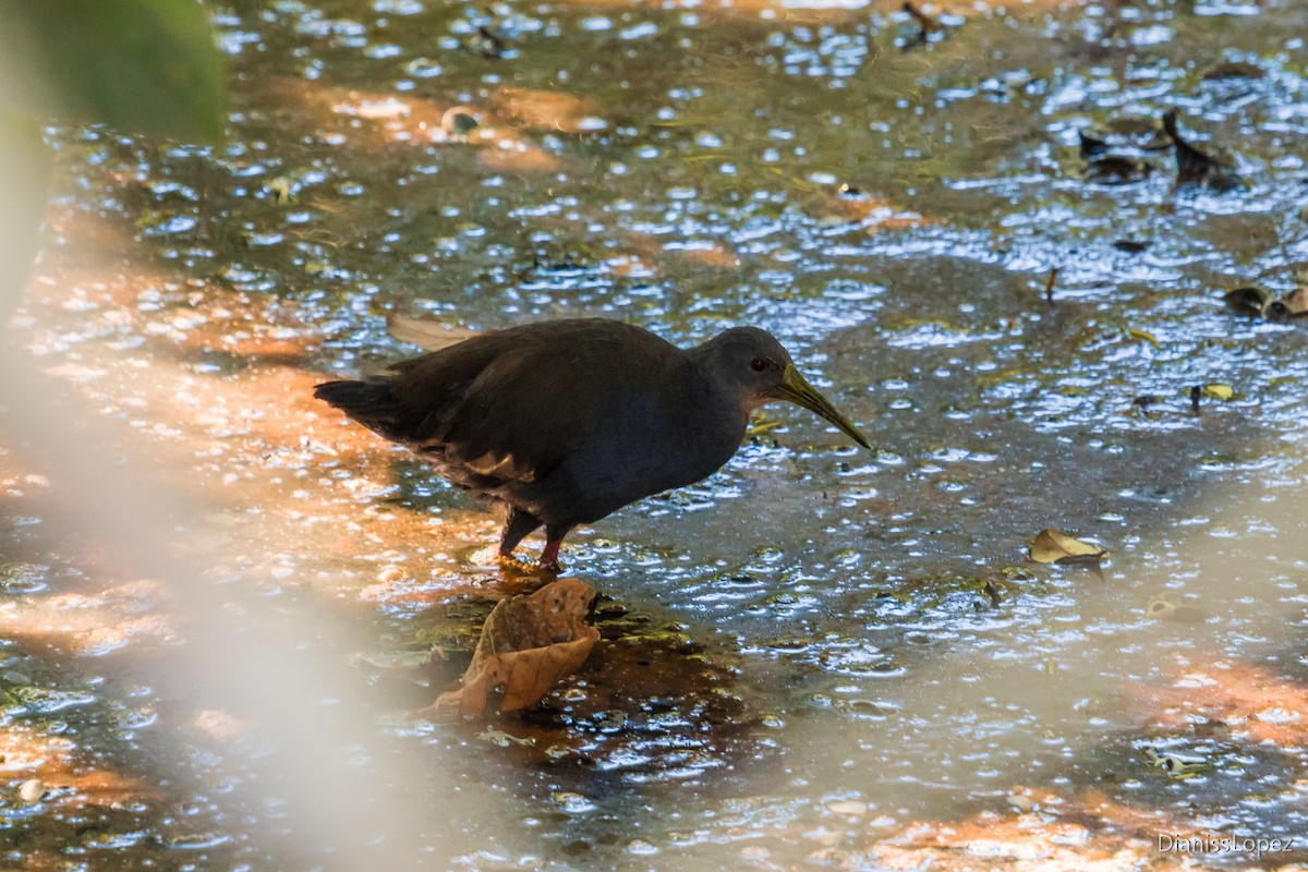 Blackish Rail - ML135035861