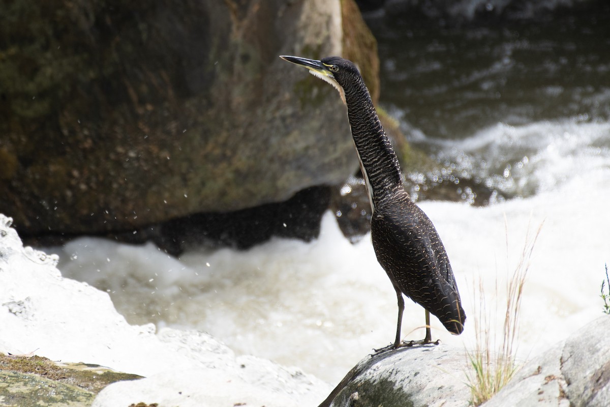 Fasciated Tiger-Heron - ML135036191