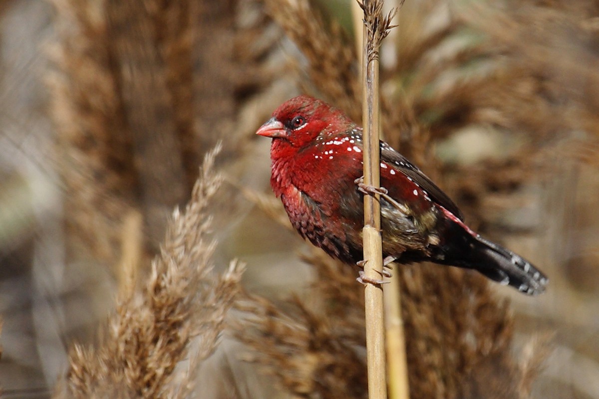 Red Avadavat - António Gonçalves