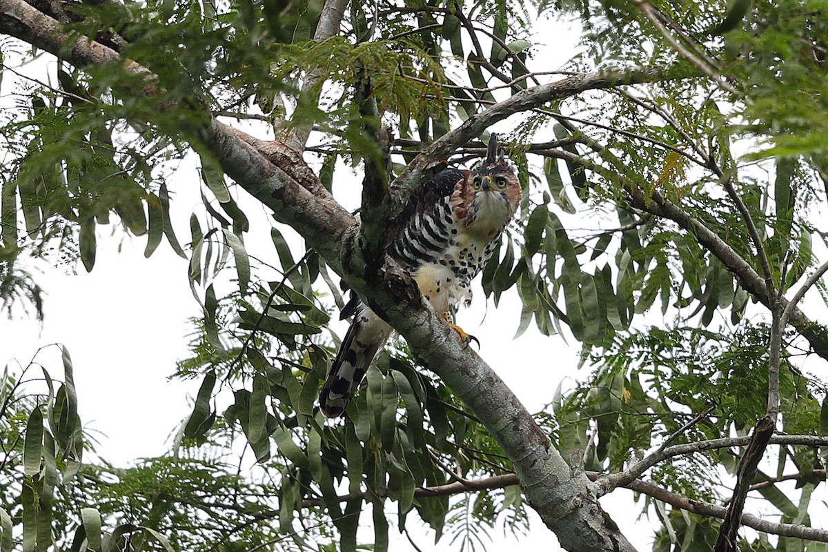 Ornate Hawk-Eagle - ML135038171