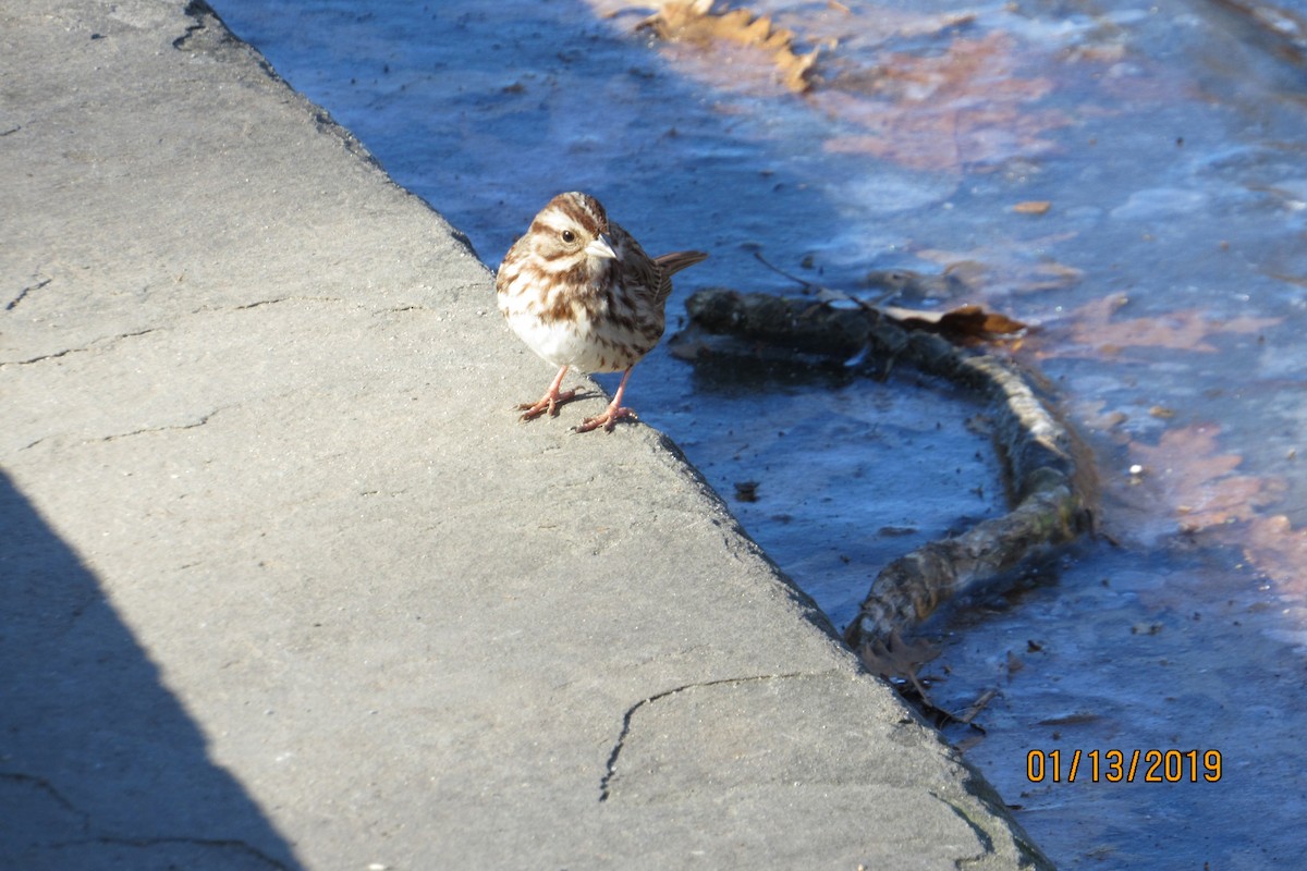 Song Sparrow - ML135041221