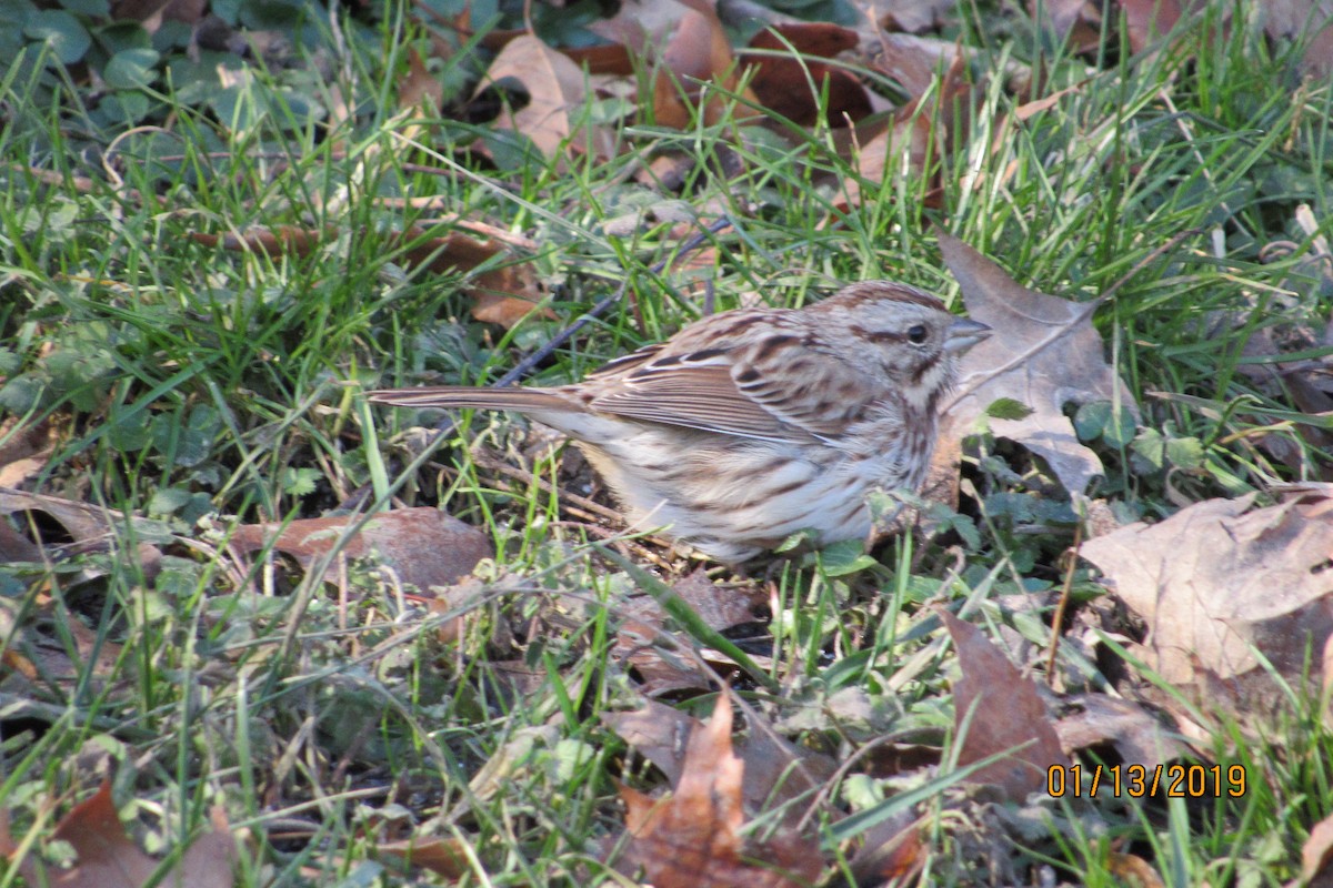 Song Sparrow - Mickey Ryan