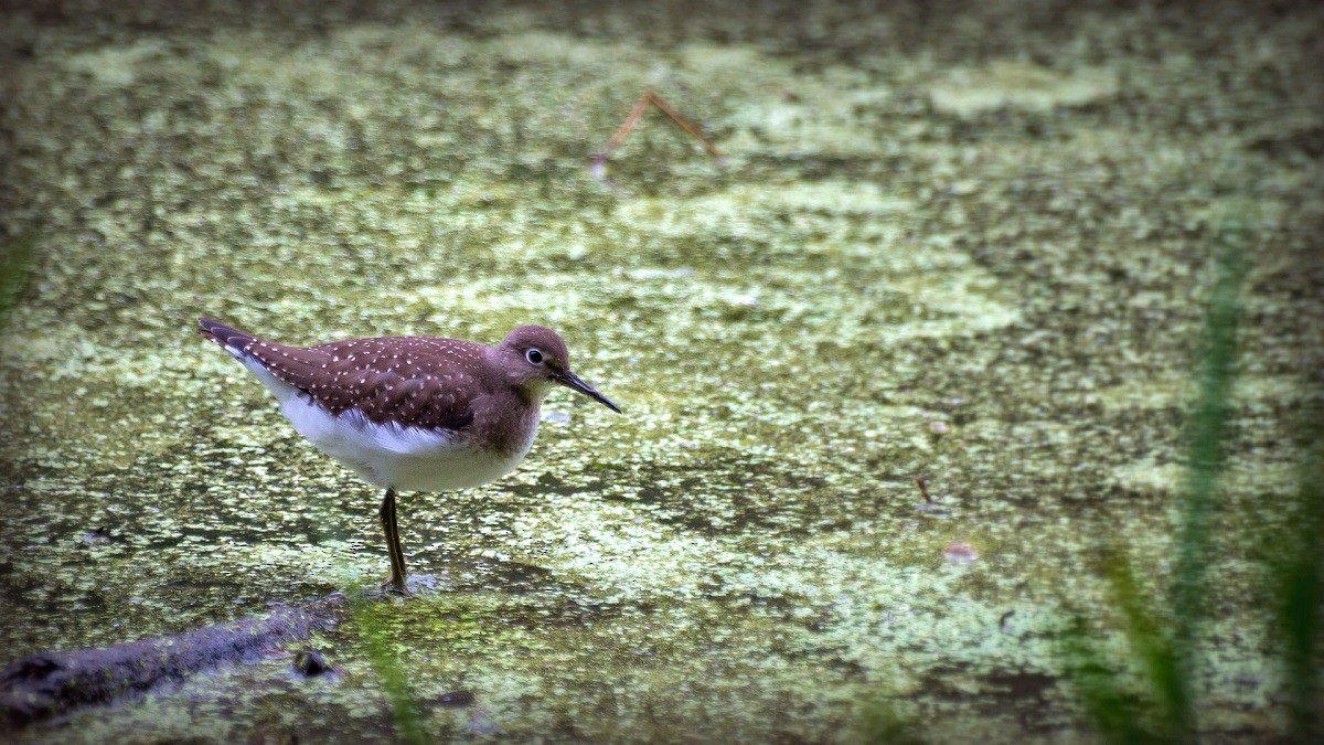 Solitary Sandpiper - Dan Sochirca