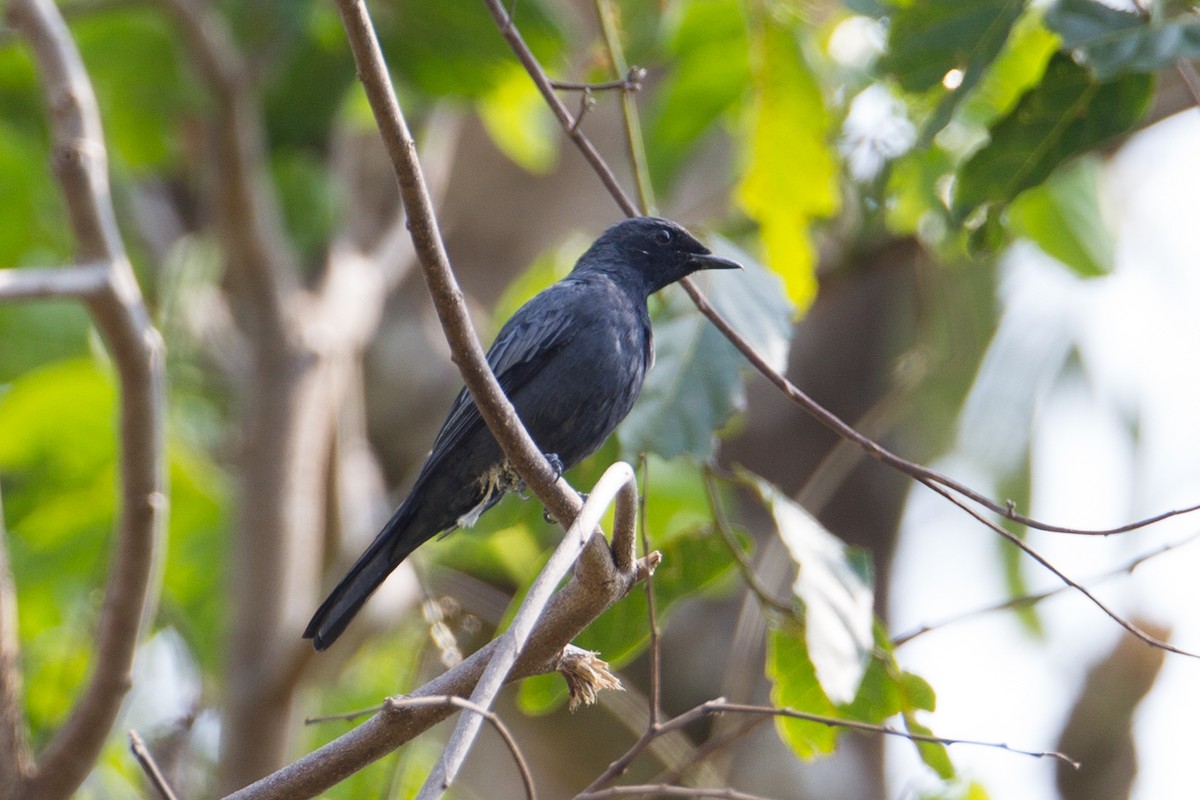 Sulawesi Cicadabird - Christoph Moning