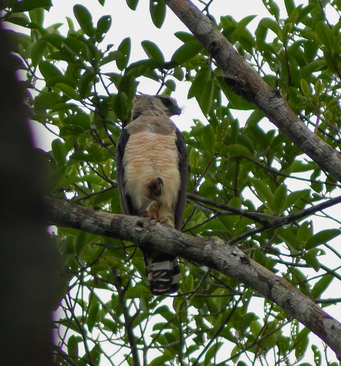 Crested Eagle - ML135042081