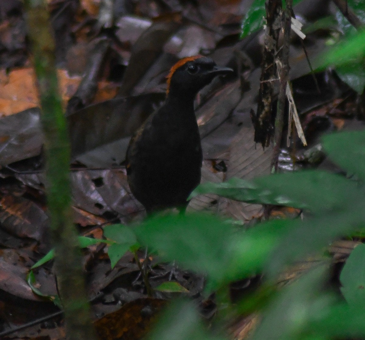Rufous-capped Antthrush - ML135042231