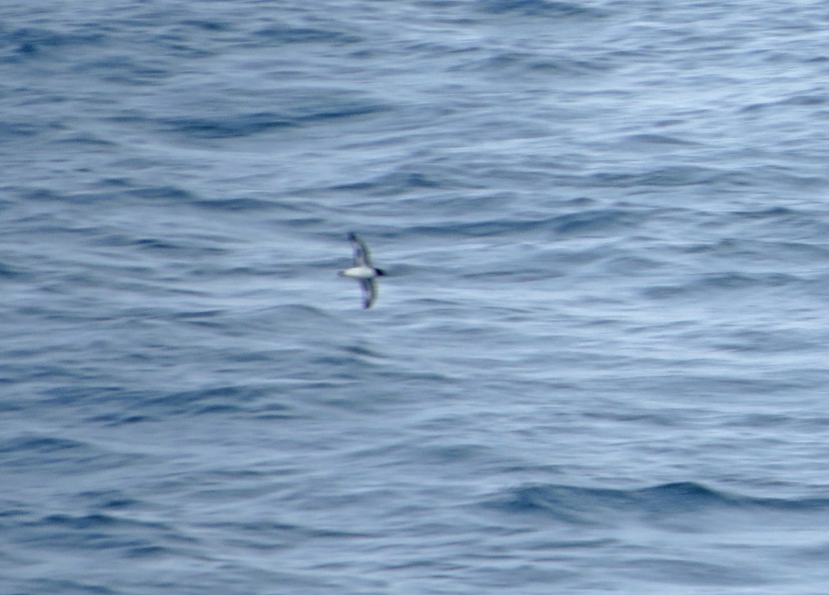 Cape Petrel - ML135043431