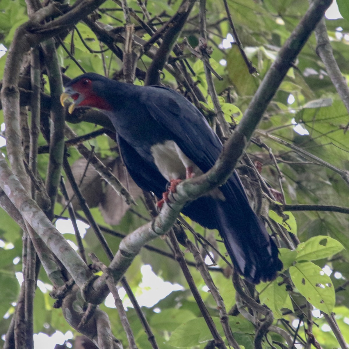 Red-throated Caracara - ML135043541