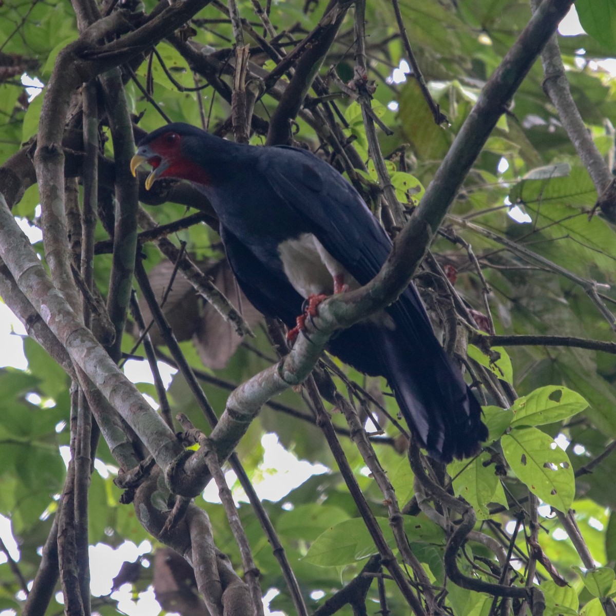 Red-throated Caracara - ML135043551