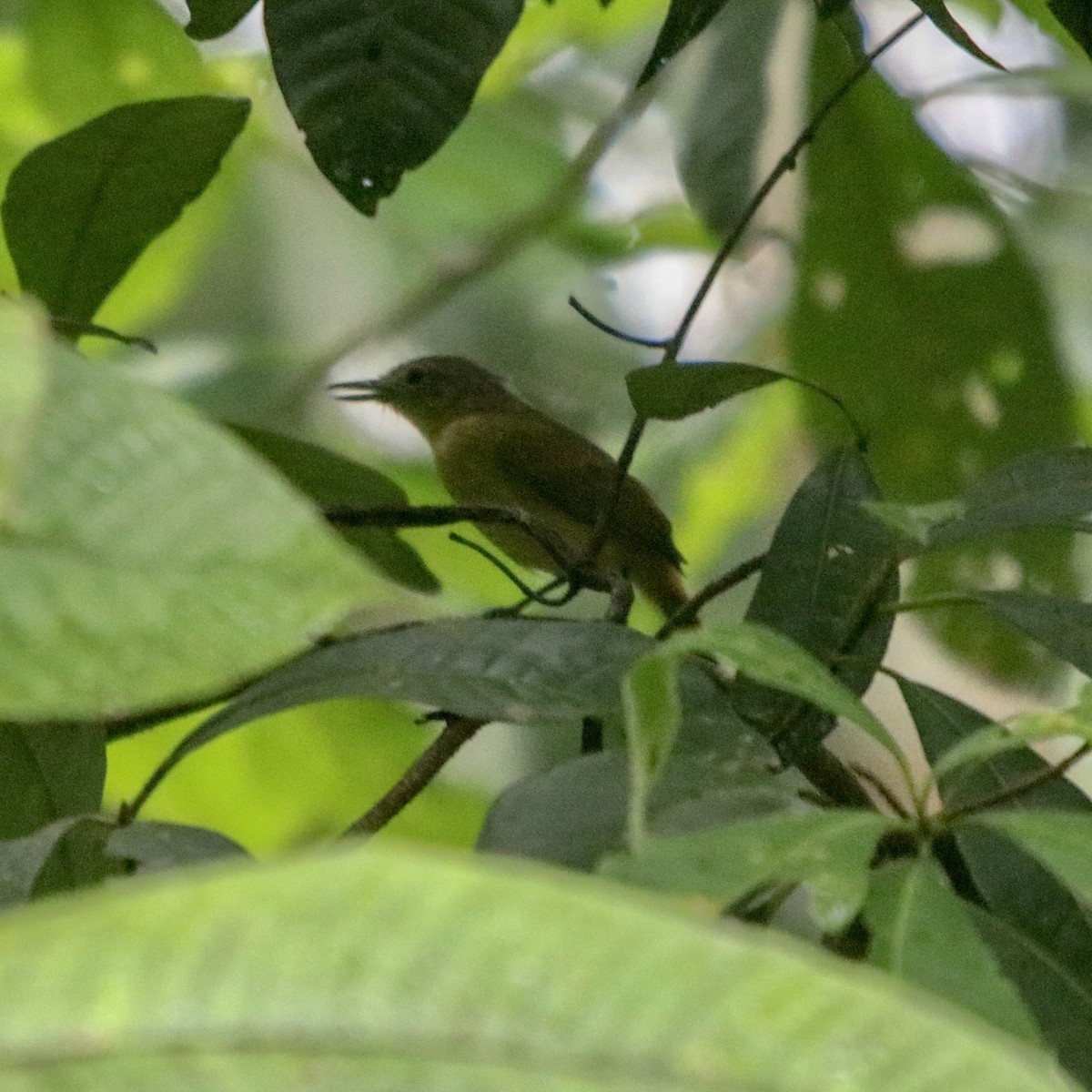 White-flanked Antwren - ML135044071