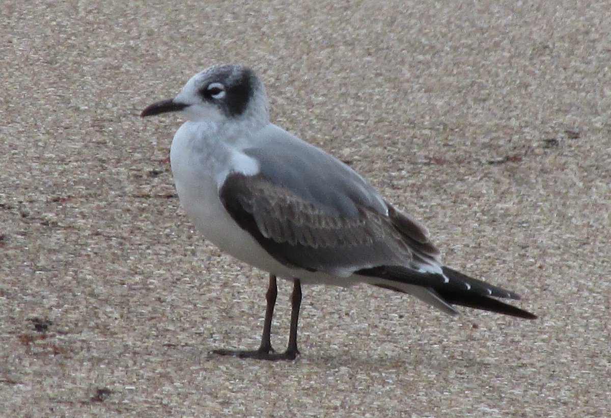 Franklin's Gull - ML135044351