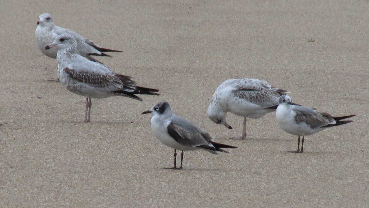 Mouette de Franklin - ML135044691