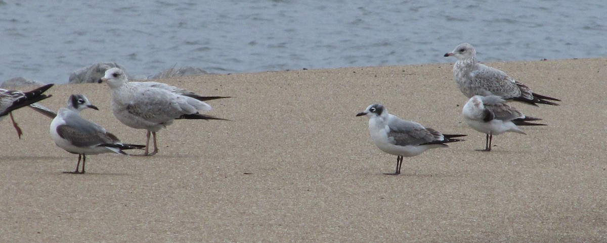 Franklin's Gull - ML135044791