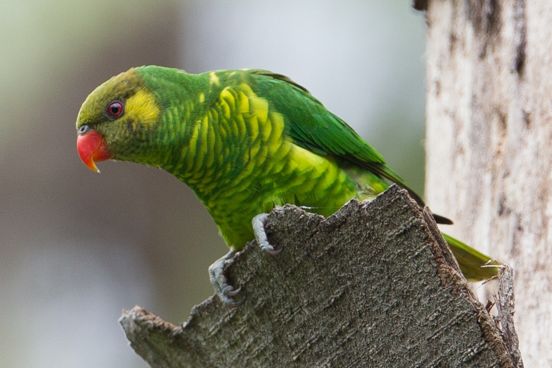 Yellow-cheeked Lorikeet - Christoph Moning