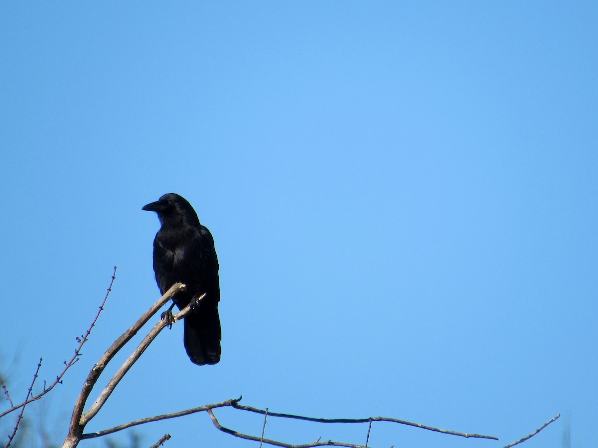 American Crow - scott baldinger