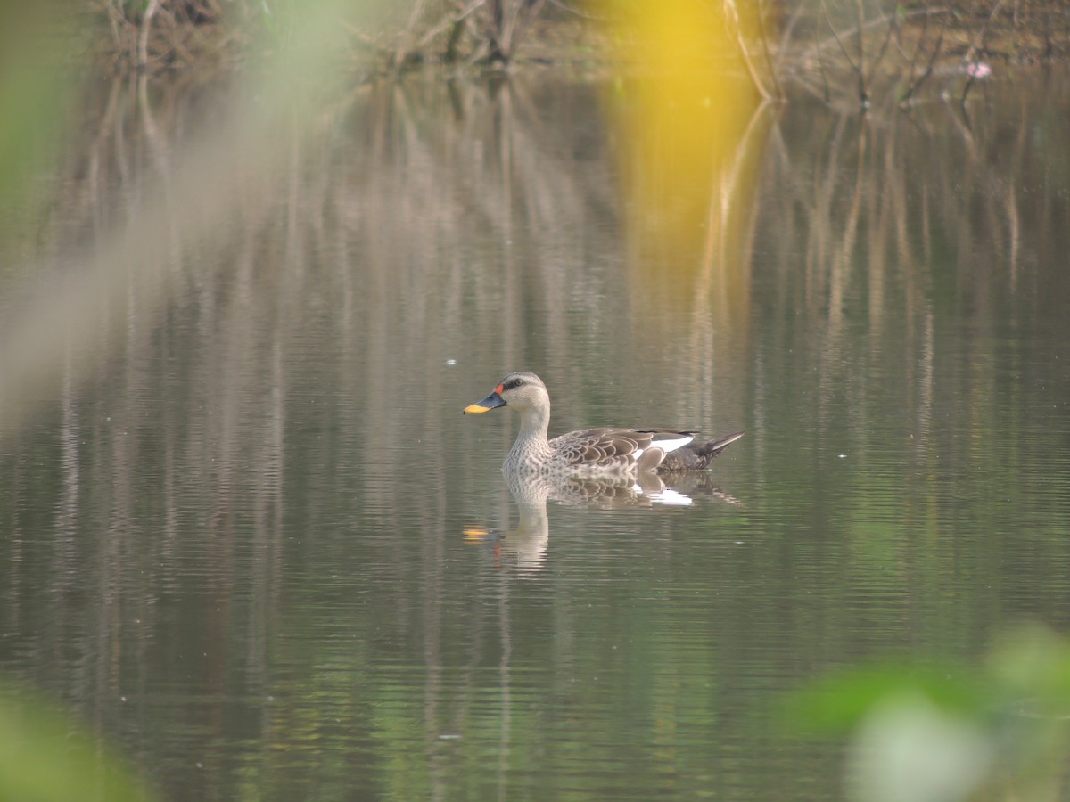 Indian Spot-billed Duck - ML135046351